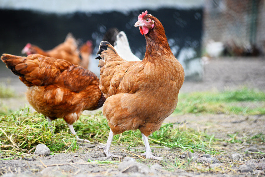 Chicken Farming 101: A Few Basic Tips to Get Your Chicken Education Started