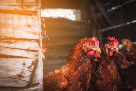 Interested In Raising Chickens? Here Are Some Common Myths About Chicken Farming, Debunked: Part 2