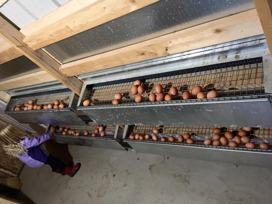 Double Stacked Best Nest Boxes in Canada