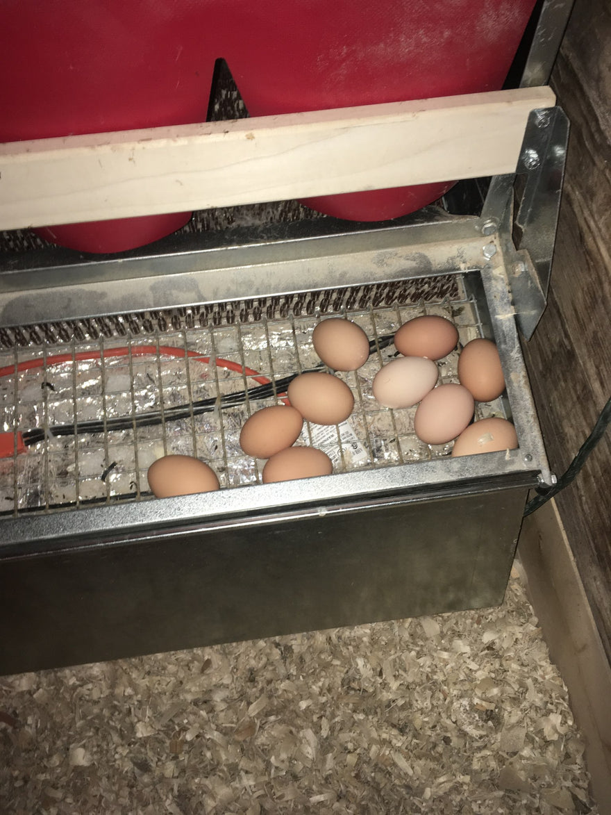 No FROZEN eggs!
