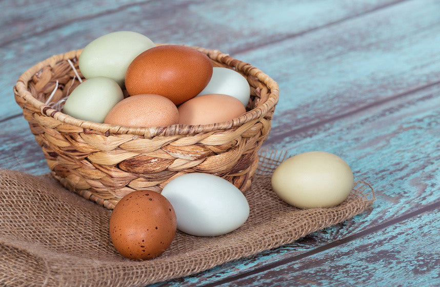 3 Biggest Benefits of Chicken Nesting Boxes